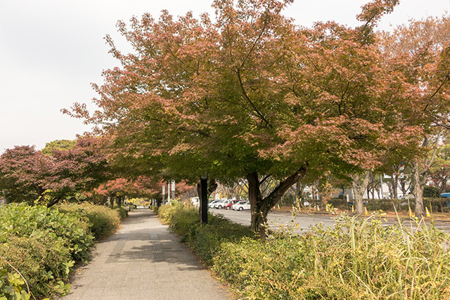 20141120-DSC01336