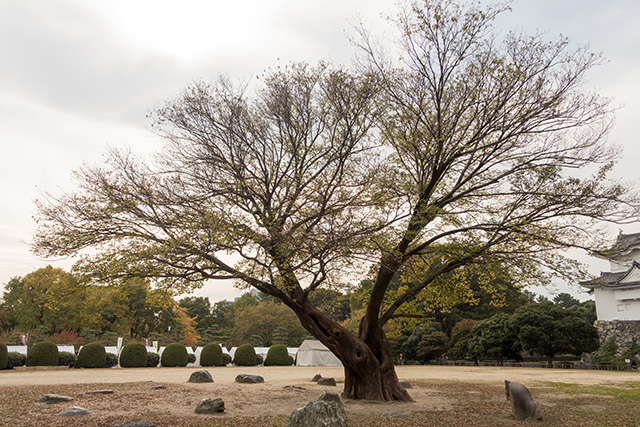 20141120-DSC01393