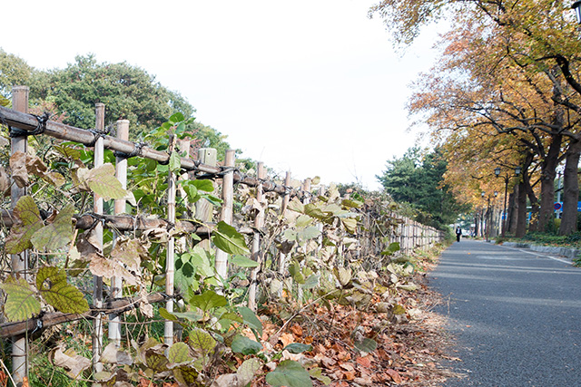 20141120-DSC01490
