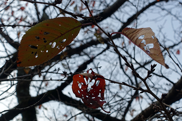 20151122-DSC09629