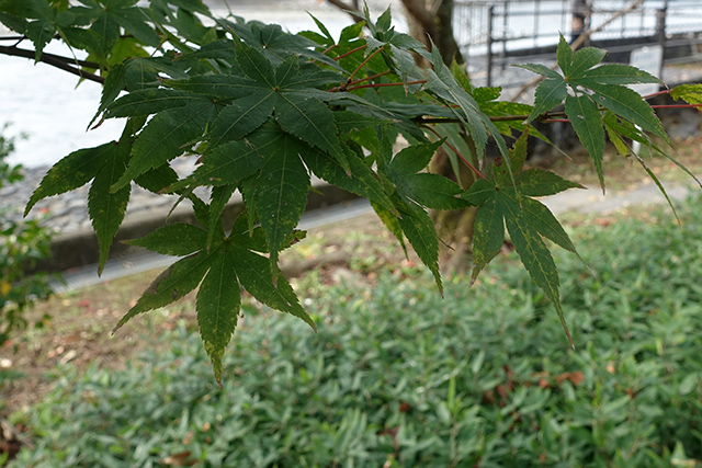 20151122-DSC09632