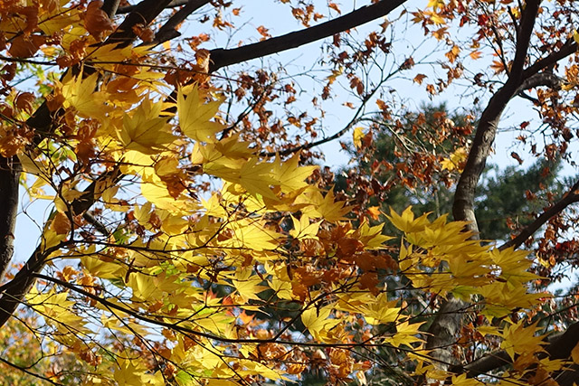 20151123-DSC00124