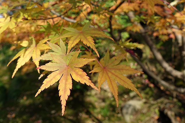 20151123-DSC00138