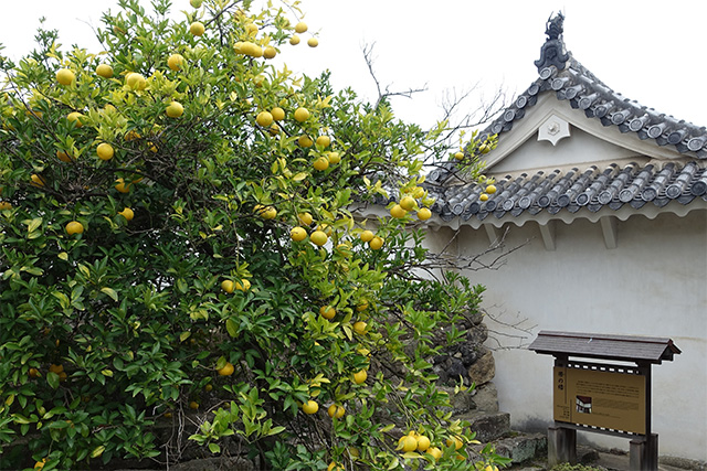 20151125-DSC01132