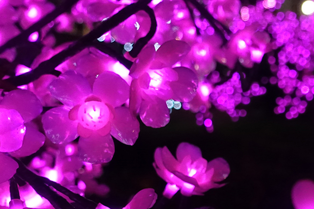 20151125-DSC01397