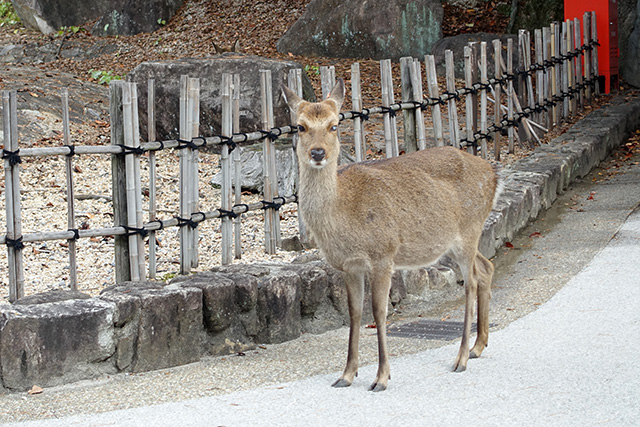 20151126-DSC01573