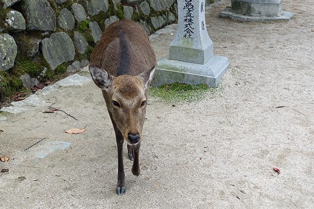 20151126-DSC01612