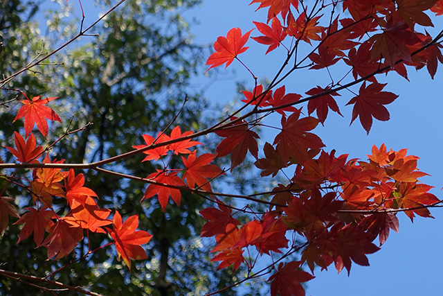 20151127-DSC02003