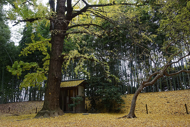 20151128-DSC02435