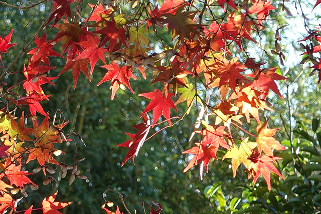 20151128-DSC02539