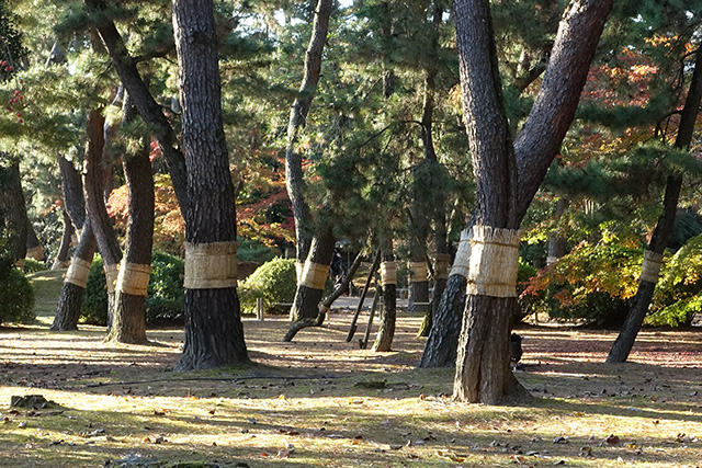 20151128-DSC02753