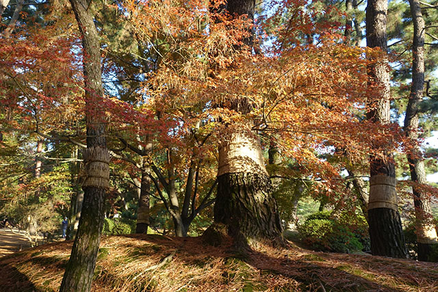 20151128-DSC02787