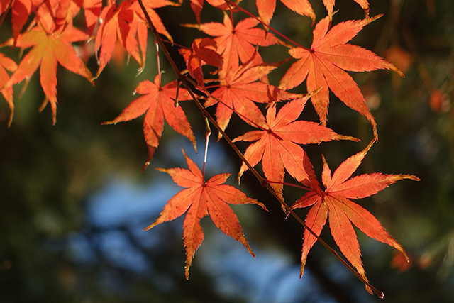 20151128-DSC02800