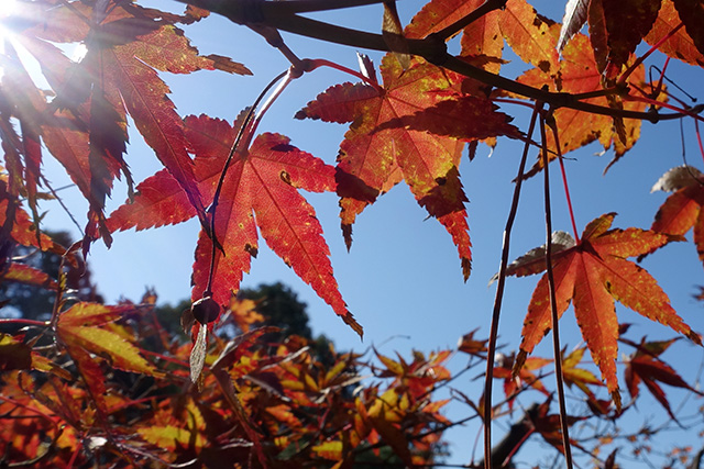 20151202-DSC03829