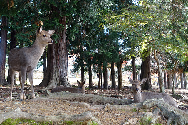 20151202-DSC04114