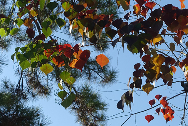 20151202-DSC04153
