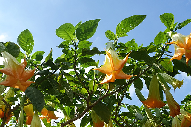 20160326-DSC05741